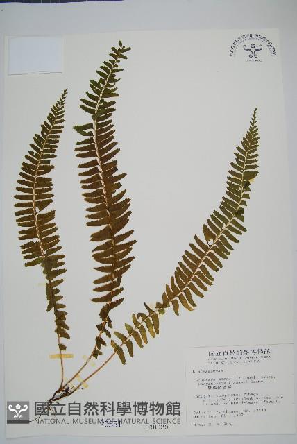 攀緣鱗始蕨藏品圖，第1張