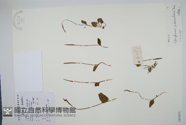 尖頭瓶爾小草藏品圖，第1張