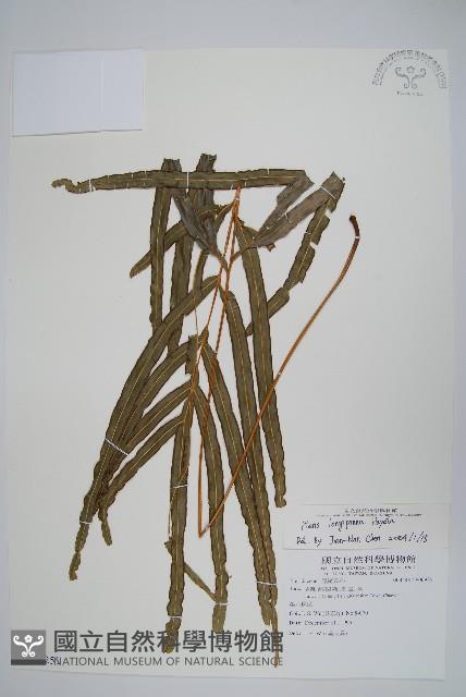 長葉鳳尾蕨藏品圖，第1張