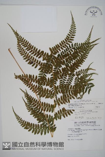 姬蹄蓋蕨藏品圖，第1張
