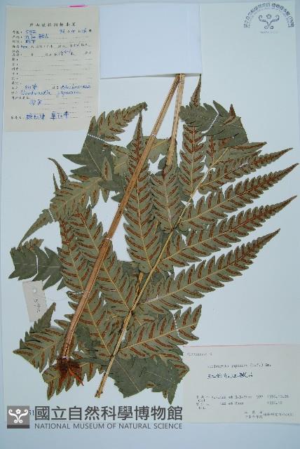 日本狗脊蕨藏品圖，第1張