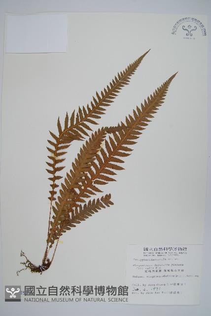翅軸假金星蕨、短柄卵果蕨藏品圖，第1張