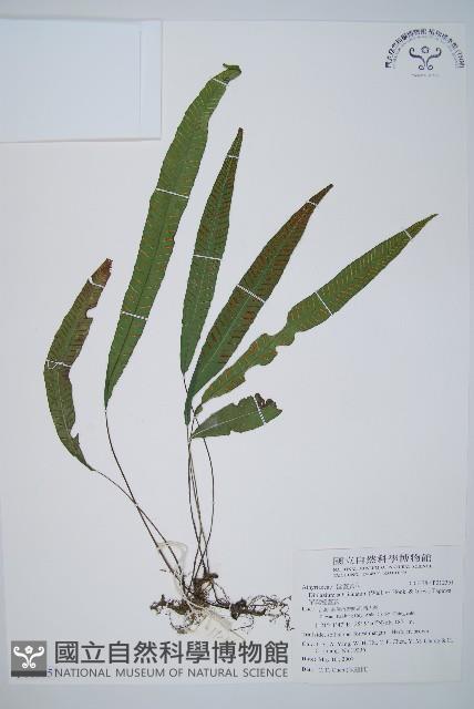 單葉雙蓋蕨藏品圖，第1張