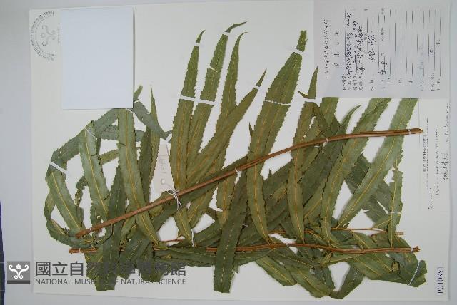 粗齒革葉紫萁藏品圖，第1張