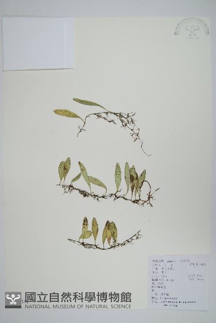 抱石蓮藏品圖，第1張