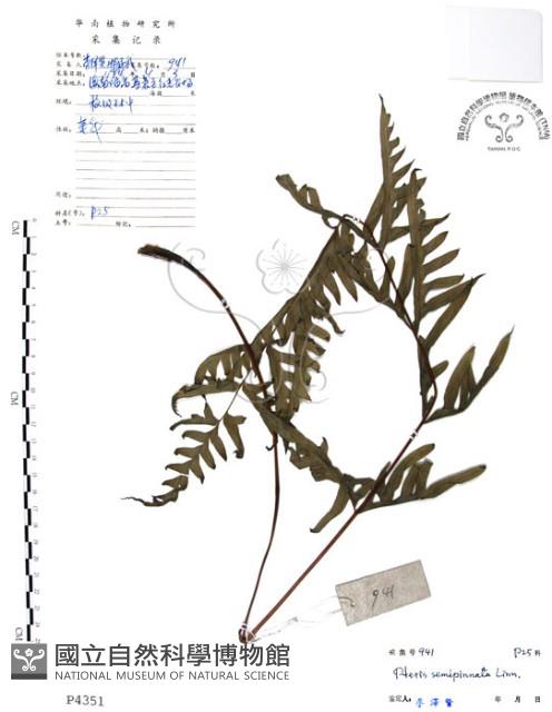 半邊羽裂鳳尾蕨藏品圖，第1張