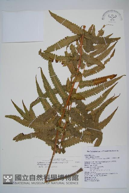 梳毛蕨藏品圖，第1張