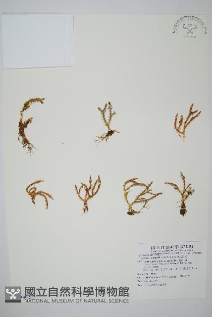 相馬氏石杉藏品圖，第1張