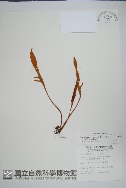 玉山石葦藏品圖，第1張