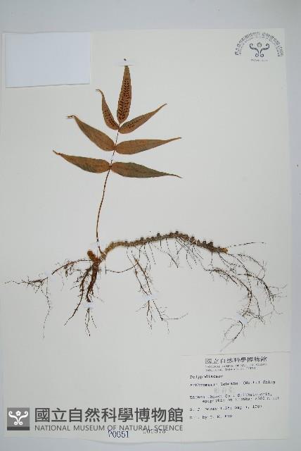 肢節蕨藏品圖，第1張