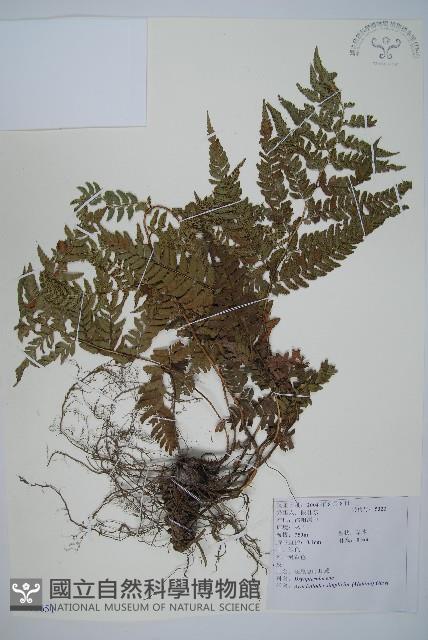 中華複葉耳蕨藏品圖，第1張