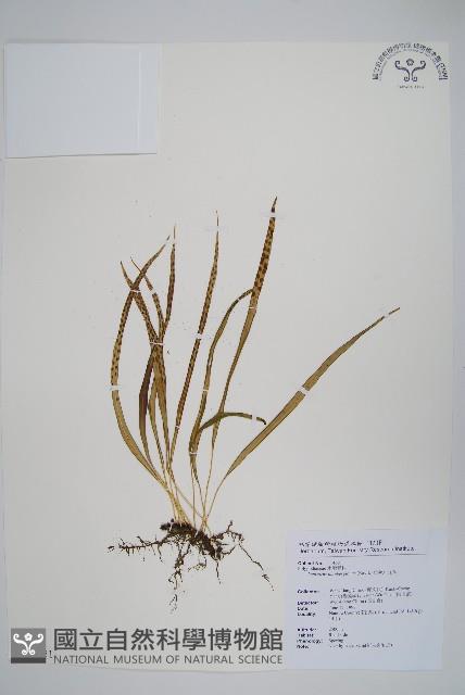 瓦葦藏品圖，第1張