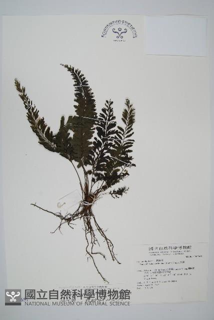 菲律賓厚葉蕨藏品圖，第1張