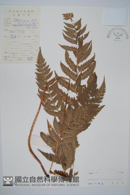 西南複葉耳蕨藏品圖，第1張