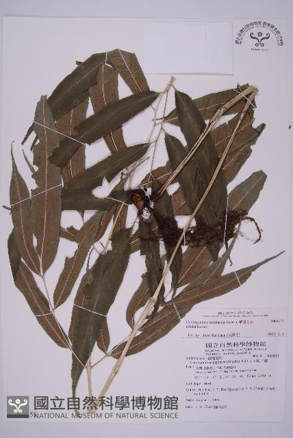 華鳳丫蕨藏品圖，第1張