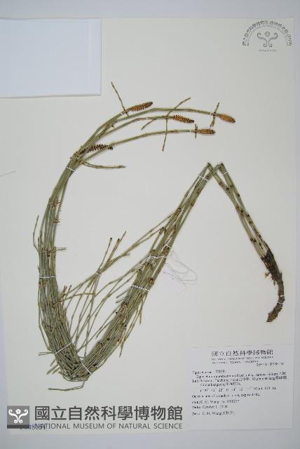 木賊藏品圖，第1張