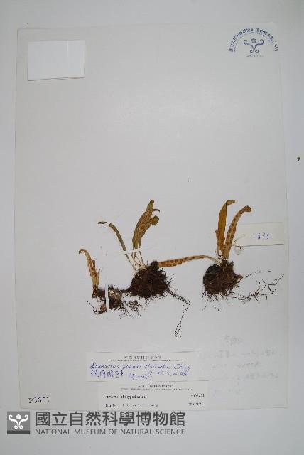 偽網眼瓦葦藏品圖，第1張