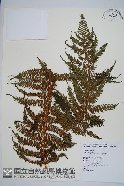 南洋桫欏藏品圖，第1張