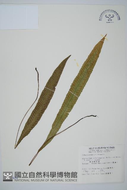 單葉雙蓋蕨藏品圖，第1張