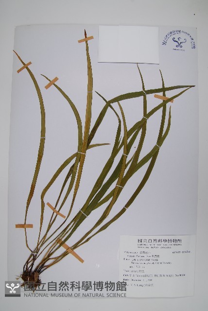 書帶蕨藏品圖，第1張