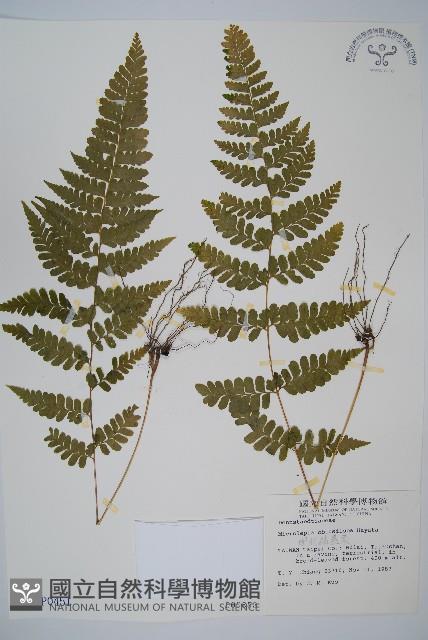 團羽鱗蓋蕨藏品圖，第1張