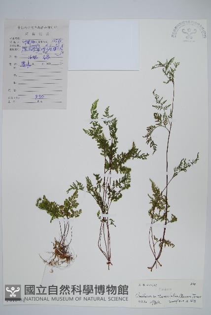 登錄號:P010451藏品圖，第1張