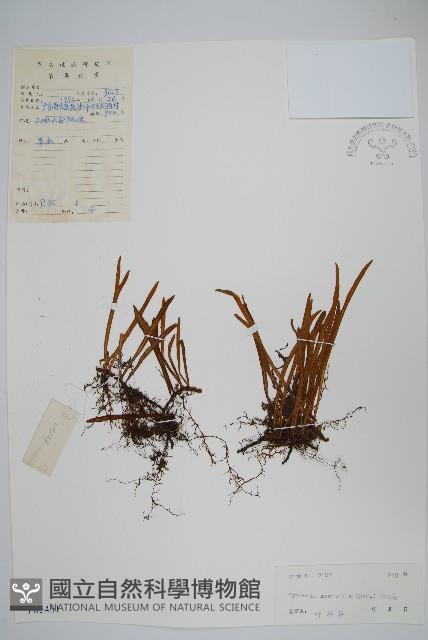 相異石韋藏品圖，第1張