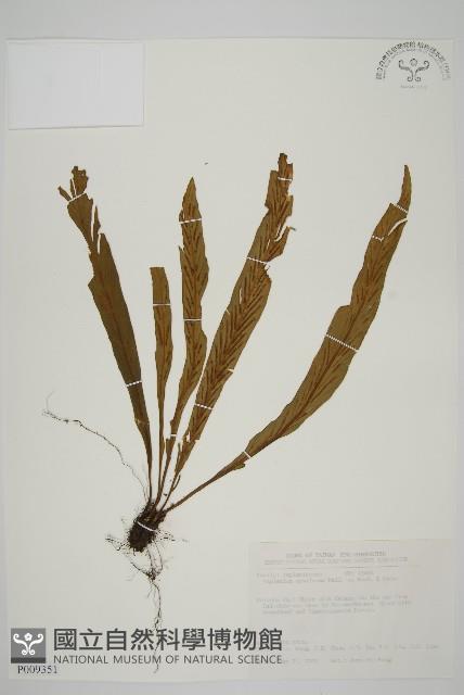 劍葉鐵角蕨、箭葉鐵角蕨藏品圖，第1張
