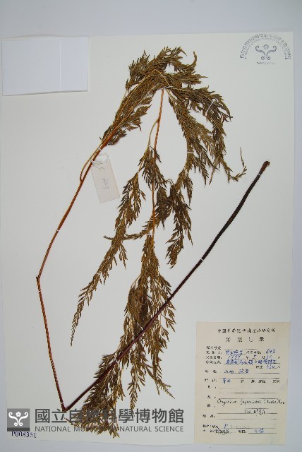 日本金粉蕨藏品圖，第1張