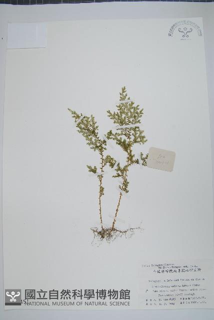 Accession Number:P003451 Collection Image, Figure 1, Total 2 Figures