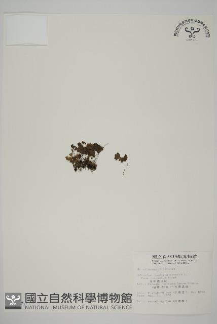 蘭嶼鐵線蕨藏品圖，第1張