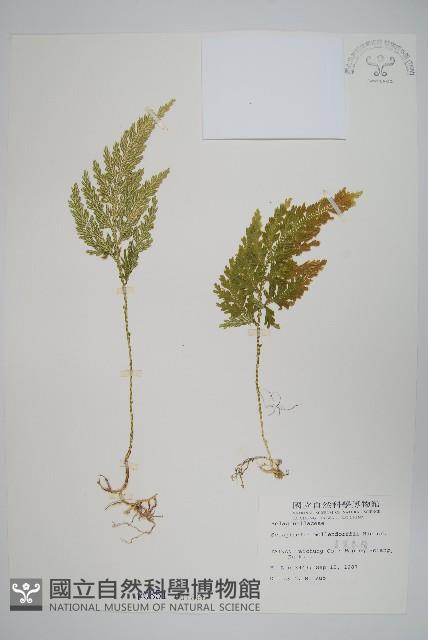 異葉卷柏藏品圖，第1張