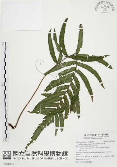 Accession Number:P010851 Collection Image