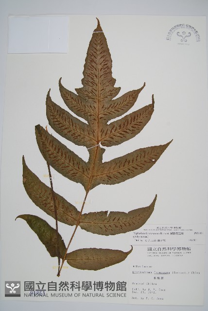 網脈雙蓋蕨藏品圖，第1張