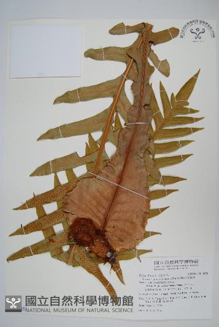 崖薑蕨藏品圖，第1張