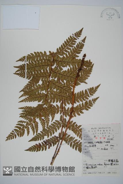 黑鱗耳蕨藏品圖，第1張