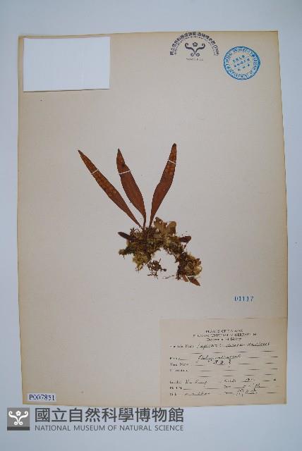 擬烏蘇里瓦葦藏品圖，第1張