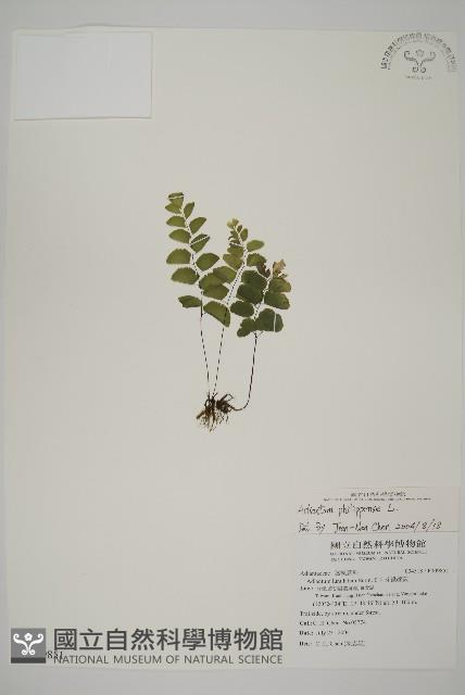 半月形鐵線蕨藏品圖，第1張