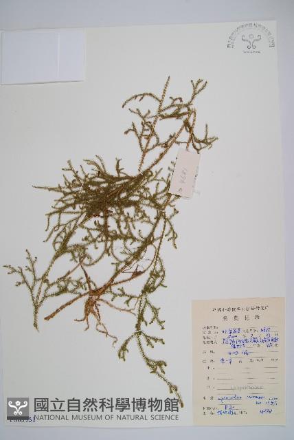 過山龍藏品圖，第1張