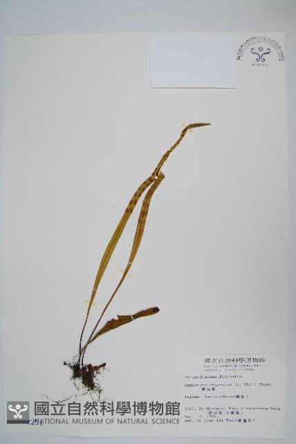 鱗瓦葦、長柄瓦葦藏品圖，第1張