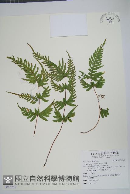 天草鳳尾蕨藏品圖，第1張