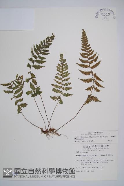 東洋蹄蓋蕨藏品圖，第1張