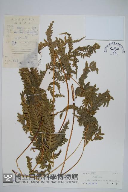 翅柄鳳尾蕨藏品圖，第1張