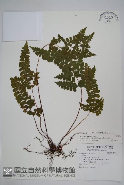 三角葉陵齒蕨、三角葉鱗齒蕨藏品圖，第1張