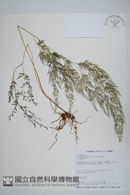 日本金粉蕨藏品圖，第1張