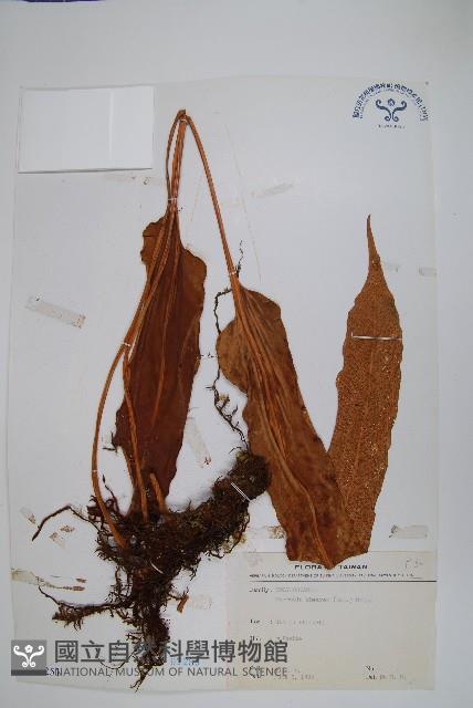 盧山石葦藏品圖，第1張