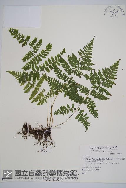 鱗柄短腸蕨藏品圖，第1張