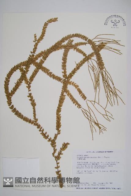 小垂枝石松藏品圖，第1張