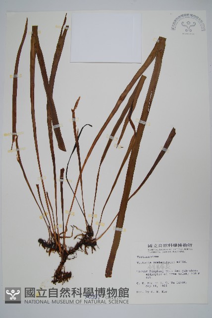 垂葉書帶蕨藏品圖，第1張