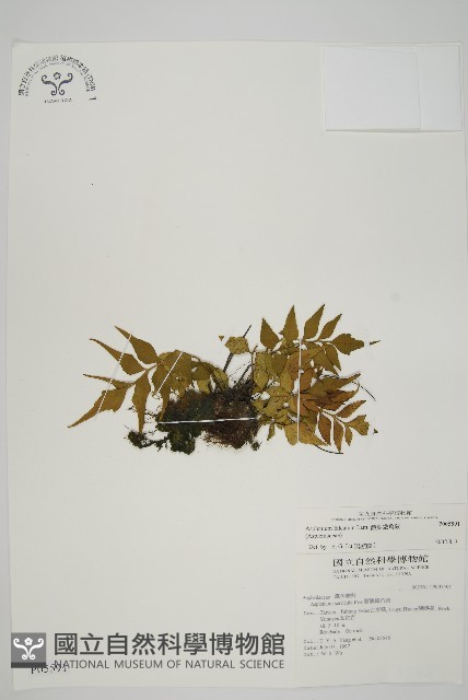 烏蕨藏品圖，第1張